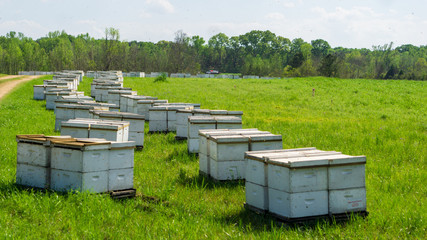Honey Bee Boxes in a Field