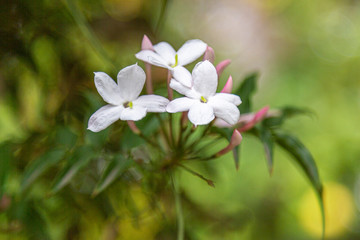 Closeup photo of three white star jasmine flowers at the end of a branch with green bokeh in background.