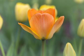 Beautiful Tulips on a Spring Afternoon