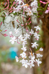 Closeup photo of white and pink star jasmine in bloom.