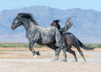 Fototapeta na wymiar Wild horse chase