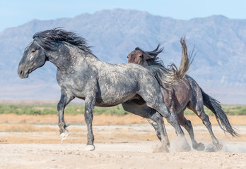 Wild Horse chase