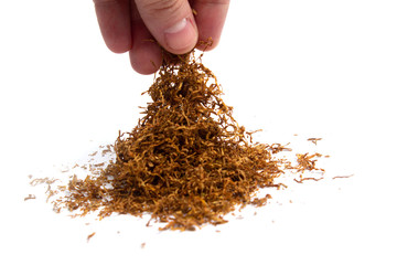 handful of tobacco and hand on a white background. isolate