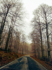 road in forest