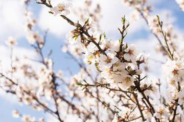 Branch of a blossoming tree with beautiful flowers on the natural background. Spring card easter concept. 