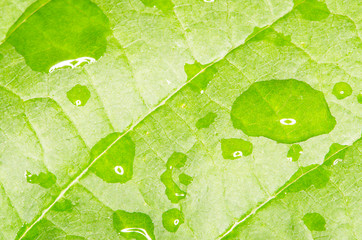 green leaf with water drops