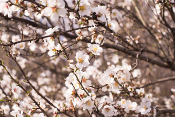 Branch of a blossoming tree with beautiful flowers on the natural background. Spring card easter concept. 