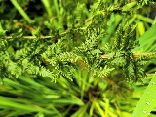 jung silver fern close up