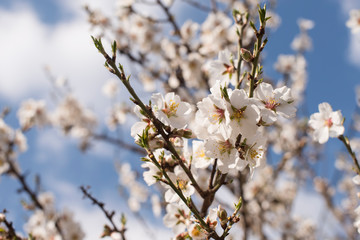 Branch of white blossoming tree with beautiful flowers on the blue sky background. Spring card easter concept. 