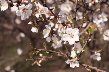 Branch of a blossoming tree with beautiful flowers on the natural background. Spring card easter concept. 