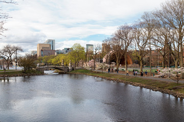 Obraz premium An Afternoon of Springtime in Boston, Massachusetts