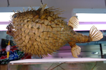 Okinawa Japan - preserved Pufferfish
