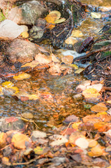 stream in the woods