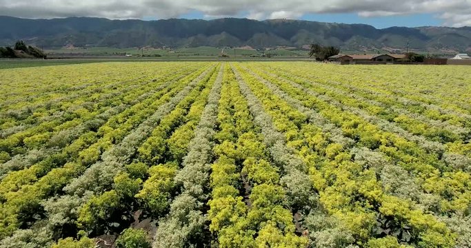 Flying up and over rows of vegetable plants in a large field, central California. Flying up and over rows of vegetable plants in a large field.