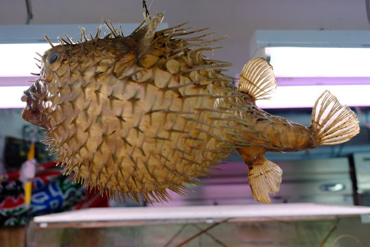 Okinawa Japan - preserved Pufferfish
