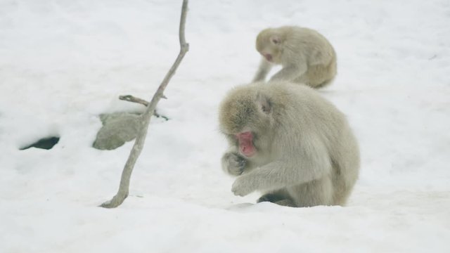 Wide slow motion shot of snow monkeys foraging in the snow in Nagano, Japan.