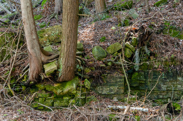 Cedar trees growing in Niagara Escarpment dolomite rocks.