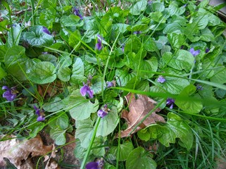 Obraz premium butterfly on a bush