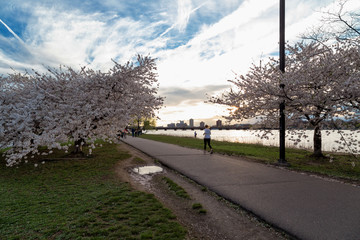 Cherry Blossom in Boston City
