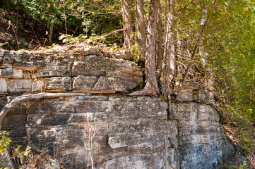 Cedar trees growing in Niagara Escarpment dolomite rocks.