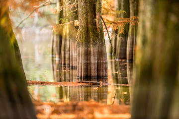 forest in autumn