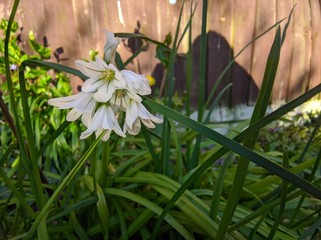 Chive flower