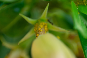 insecto
