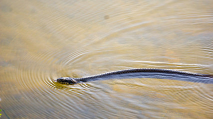 Water Mocassin in Lake