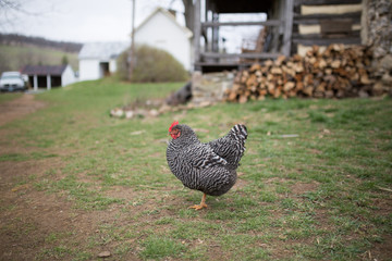 Fancy Chicken