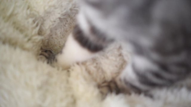 ふみふみする猫の動画