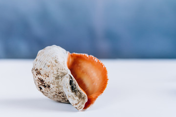 Empty seashell isolated on blue background Marine life and sea creatures concept