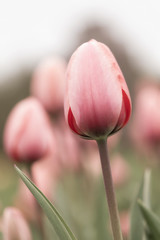 Beautiful Tulips on a Spring Afternoon