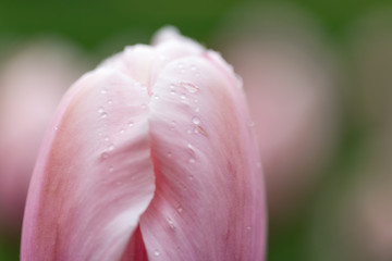 Beautiful Tulips on a Spring Afternoon