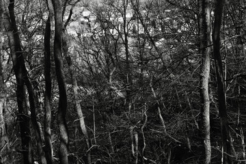 Siegerland Landschaft Hauberg mit Stadt