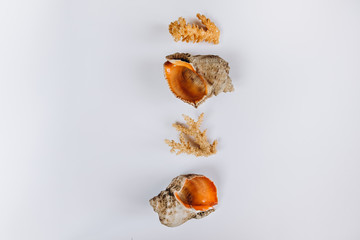Variety of sea shells on a white background. Seashell collection isolated on the white background