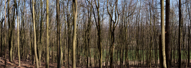 UK, Surrey, North Downs Way