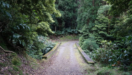 Puente en un bosque verde de las Islas Azores