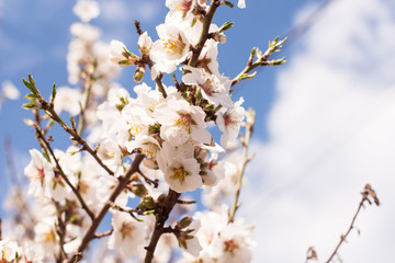 Close up Branch with white flowers on a fruit tree - spring flowering of trees. spring background, floral texture: cherry blossom. wallpaper 