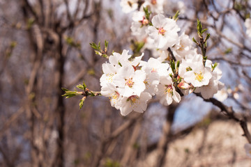Branch with white flowers on a fruit tree - spring flowering of trees. spring background, floral texture: cherry blossom. wallpaper Springtime