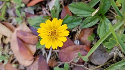 flower in hand