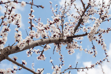 Branch with white flowers on a fruit tree - spring flowering of trees. spring background, floral texture: cherry blossom. wallpaper Springtime