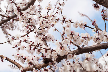 Beautiful blossom cherry spring day on a background of blue sky, sunshine, Macro . Spring design concept