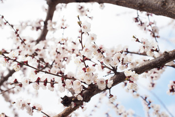 White flowering cherry spring day on a background of blue sky, sunshine, Macro