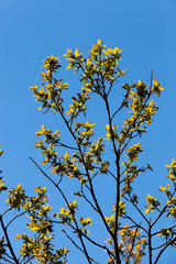 trees and plants