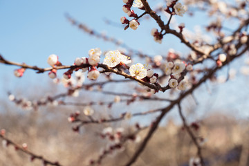 White flowering cherry spring day on a background of blue sky, sunshine, Macro