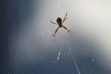 aranha esperando uma presa em sua teia à tarde em alta definição