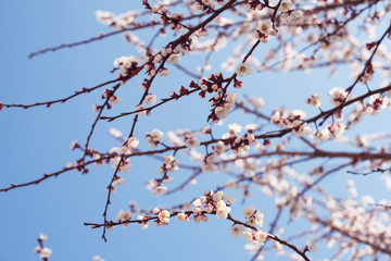Blossom cherry spring day on a background of blue sky, sunshine, Macro . Card concept Mother's Day