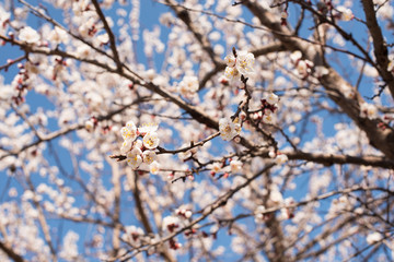 Cherry blossoms blooming in spring, The flowers are white and pink, Cherry Blossom known as SaKura. Spring concept