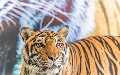 Obraz premium Close up front of A tiger staring 