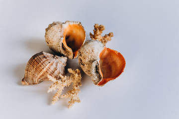 Variety of sea shells on a white background. Seashell collection isolated on the white background
